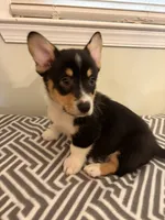 Bobby , a male Pembroke Welsh Corgi for sale in Wilsons, VA – 1 of 2