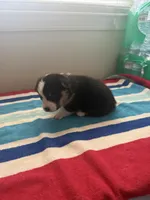 Princess , a female Pembroke Welsh Corgi for sale in Wilsons, VA – 3 of 4