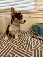 Joy, a male Pembroke Welsh Corgi for sale in Wilsons, VA – 8 of 8