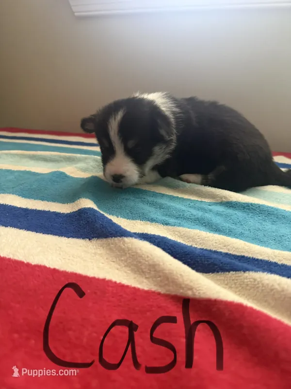 Cash – Pembroke Welsh Corgi puppy for sale in Wilsons, VA