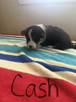Cash, a male Pembroke Welsh Corgi for sale in Wilsons, VA – 1 of 4