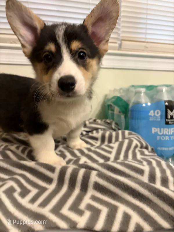Cash – Pembroke Welsh Corgi puppy for sale in Wilsons, VA