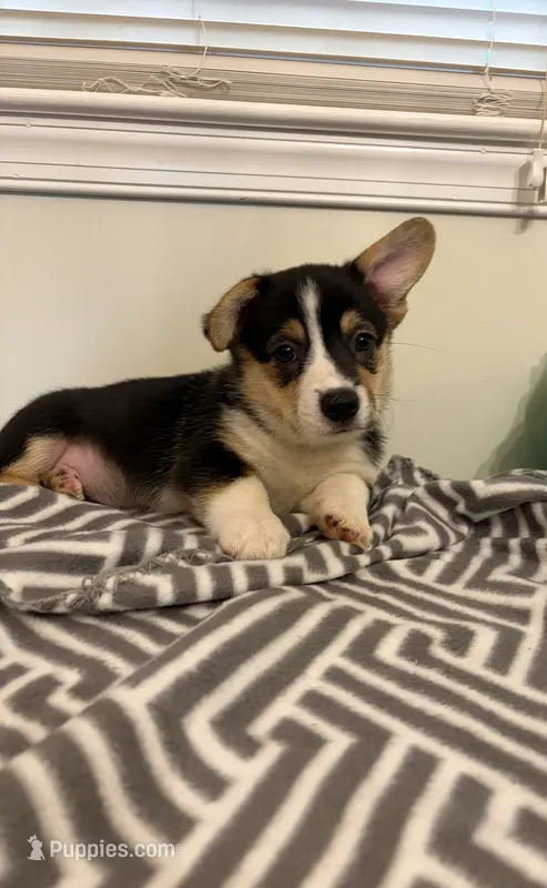 Dinero – Pembroke Welsh Corgi puppy for sale in Wilsons, VA