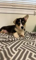 Dinero, a male Pembroke Welsh Corgi for sale in Wilsons, VA – 1 of 6