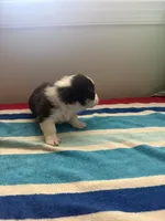 King, a male Pembroke Welsh Corgi for sale in Wilsons, VA – 5 of 5