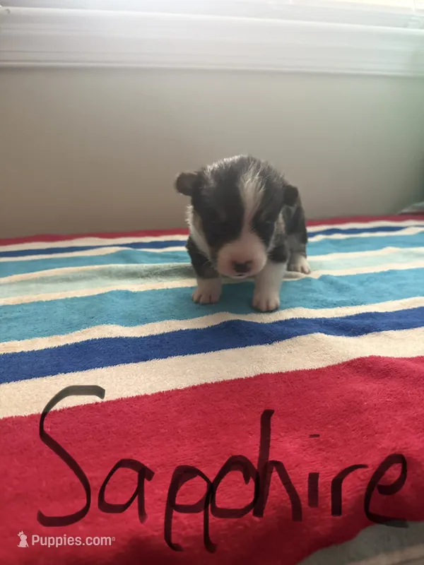 Sapphire – Pembroke Welsh Corgi puppy for sale in Wilsons, VA