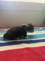 Sapphire, a male Pembroke Welsh Corgi for sale in Wilsons, VA – 2 of 5