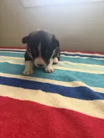 Diamond , a female Pembroke Welsh Corgi for sale in Wilsons, VA – 2 of 3