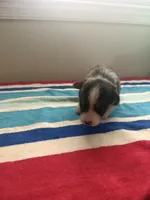 Sapphire, a male Pembroke Welsh Corgi for sale in Wilsons, VA – 3 of 5