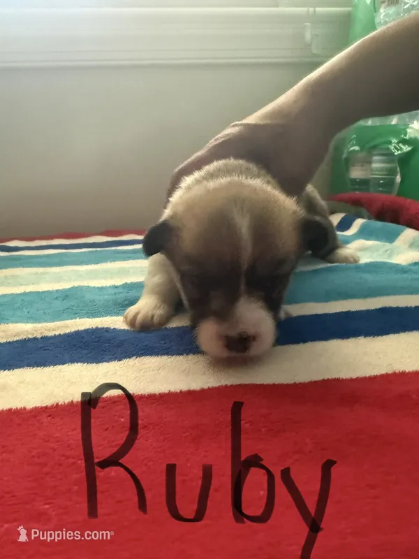 Ruby – Pembroke Welsh Corgi puppy for sale in Wilsons, VA