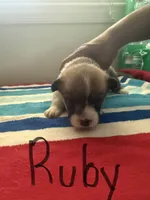 Ruby, a female Pembroke Welsh Corgi for sale in Wilsons, VA – 1 of 5