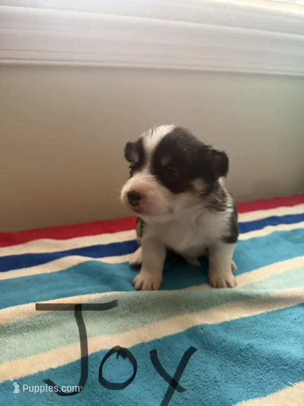 Joy – Pembroke Welsh Corgi puppy for sale in Wilsons, VA