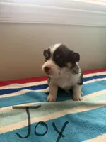 Joy, a male Pembroke Welsh Corgi for sale in Wilsons, VA – 1 of 5