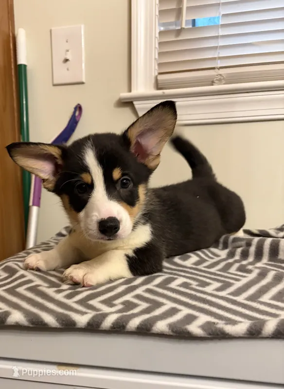 King – Pembroke Welsh Corgi puppy on hold in Wilsons, VA