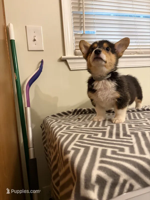 Princess  – Pembroke Welsh Corgi puppy on hold in Wilsons, VA