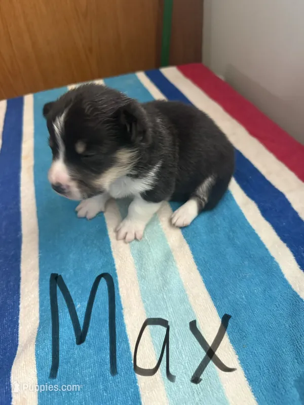 Max – Pembroke Welsh Corgi puppy for sale in Wilsons, VA