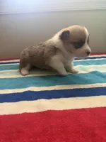 Don, a male Pembroke Welsh Corgi for sale in Wilsons, VA – 3 of 4