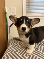 Max, a male Pembroke Welsh Corgi for sale in Wilsons, VA – 2 of 5