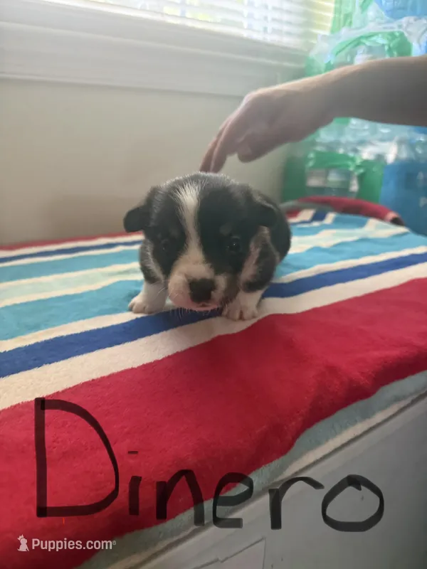 Dinero – Pembroke Welsh Corgi puppy for sale in Wilsons, VA