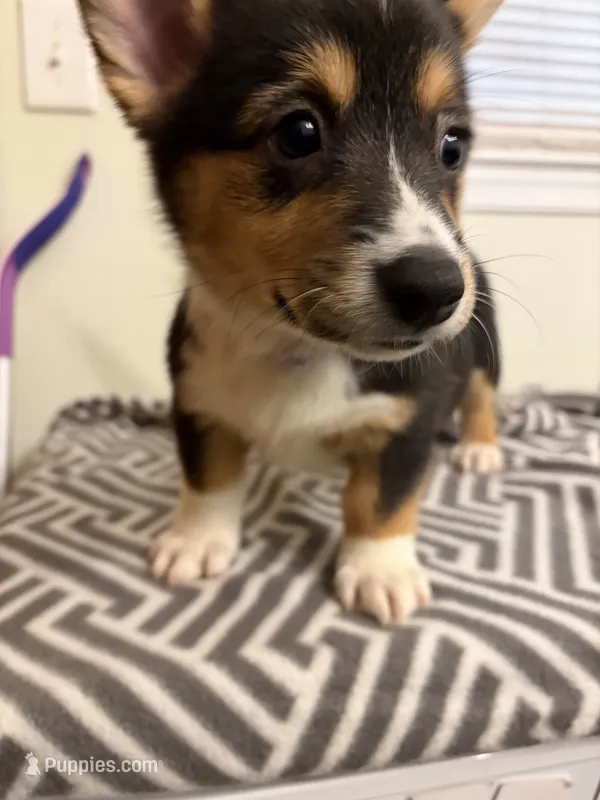 Diamond  – Pembroke Welsh Corgi puppy for sale in Wilsons, VA