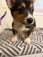 Diamond , a female Pembroke Welsh Corgi for sale in Wilsons, VA – 1 of 5