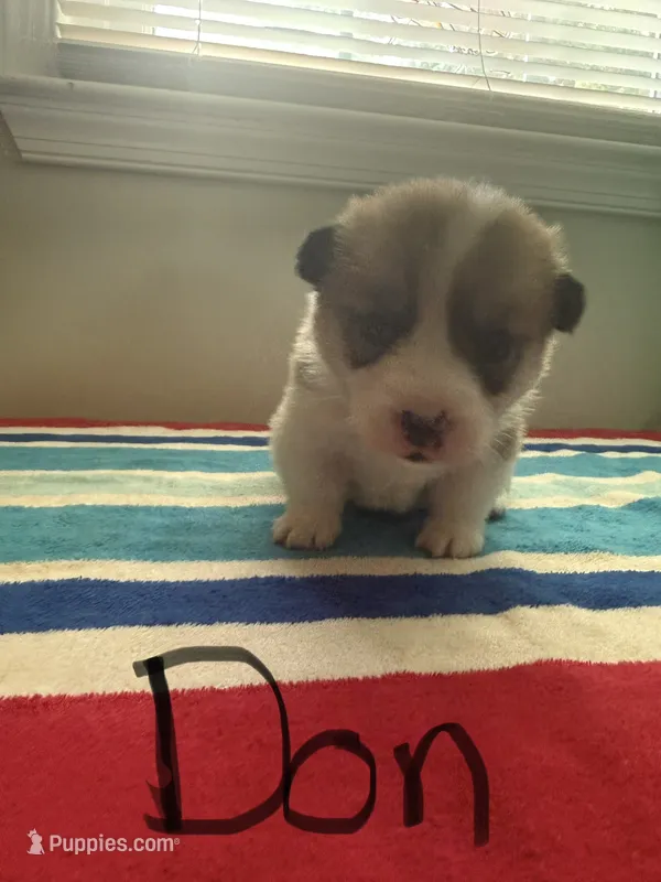Don – Pembroke Welsh Corgi puppy for sale in Wilsons, VA