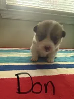 Don, a male Pembroke Welsh Corgi for sale in Wilsons, VA – 1 of 4