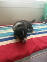 Dinero, a male Pembroke Welsh Corgi for sale in Wilsons, VA – 3 of 5