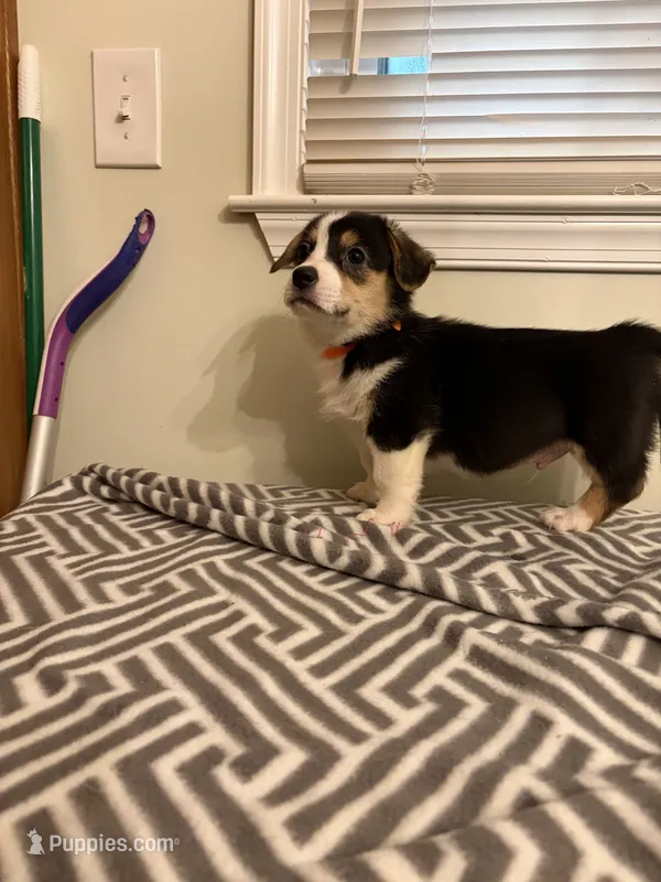 Duke – Pembroke Welsh Corgi puppy on hold in Wilsons, VA