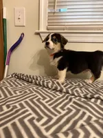 Duke, a male Pembroke Welsh Corgi for sale in Wilsons, VA – 1 of 4