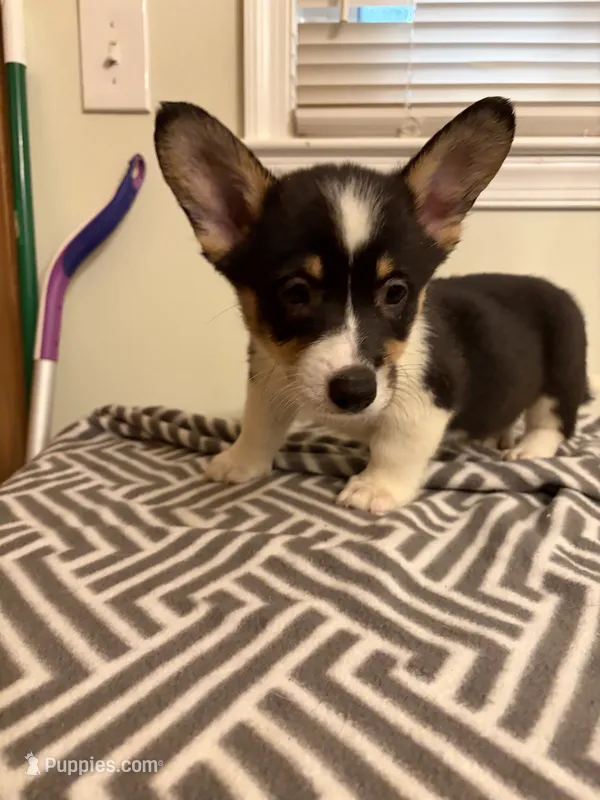 Richie – Pembroke Welsh Corgi puppy for sale in Wilsons, VA