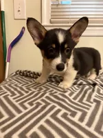 Richie, a male Pembroke Welsh Corgi for sale in Wilsons, VA – 1 of 6
