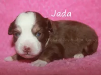 Jada, a female Toy Australian Shepherd for sale in Godley, TX – Photo 3 of 8