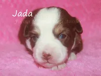 Jada, a female Toy Australian Shepherd for sale in Godley, TX – Photo 1 of 8