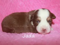 Jada, a female Toy Australian Shepherd for sale in Godley, TX – Photo 2 of 8