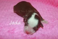 Jada, a female Toy Australian Shepherd for sale in Godley, TX – Photo 6 of 8