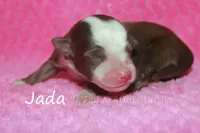 Jada, a female Toy Australian Shepherd for sale in Godley, TX – Photo 5 of 8