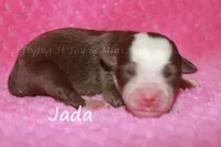 Jada, a female Toy Australian Shepherd for sale in Godley, TX – Photo 4 of 8