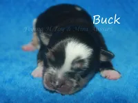 Buck, a male Miniature American Shepherd for sale in Godley, TX – Photo 3 of 5
