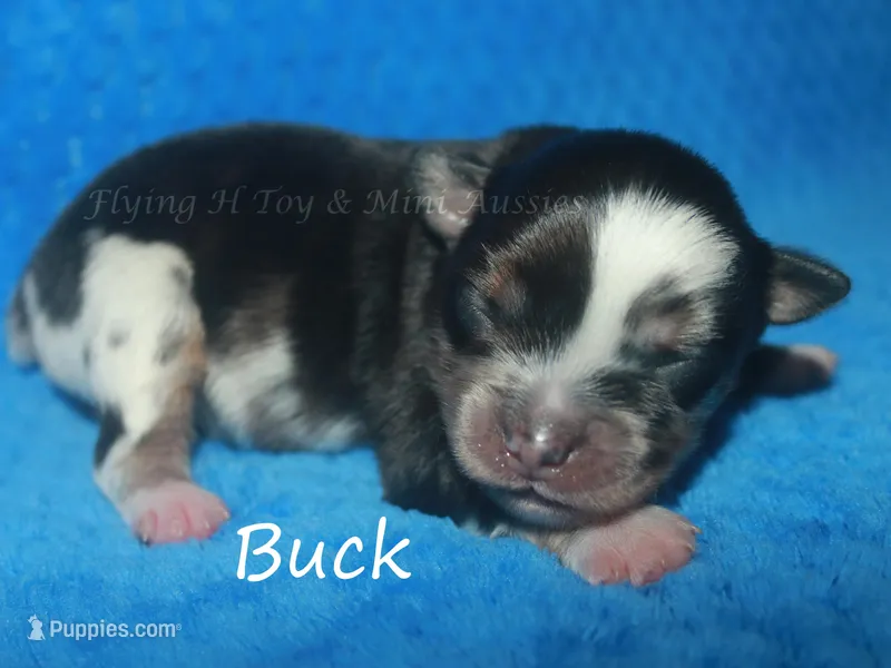 Buck – Miniature American Shepherd puppy for sale in Godley, TX