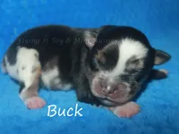 Buck, a male Miniature American Shepherd for sale in Godley, TX – Photo 1 of 5