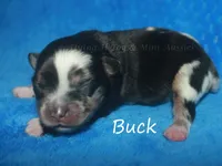 Buck, a male Miniature American Shepherd for sale in Godley, TX – Photo 2 of 5