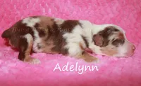 Brayden, a  Miniature American Shepherd for sale in Godley, TX – Photo 7 of 9
