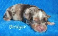 Brayden, a  Miniature American Shepherd for sale in Godley, TX – Photo 2 of 9
