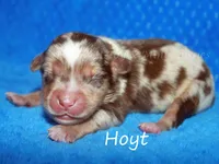 Hoyt, a male Miniature American Shepherd for sale in Godley, TX – Photo 3 of 5