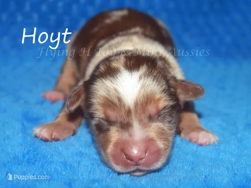 Hoyt – Miniature American Shepherd puppy for sale in Godley, TX