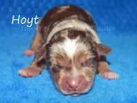Hoyt, a male Miniature American Shepherd for sale in Godley, TX – Photo 1 of 5