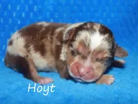 Hoyt, a male Miniature American Shepherd for sale in Godley, TX – Photo 2 of 5