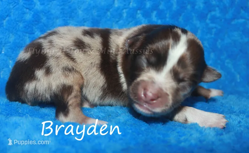 Brayden – Miniature American Shepherd puppy for sale in Godley, TX