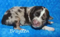 Brayden, a  Miniature American Shepherd for sale in Godley, TX – Photo 1 of 9